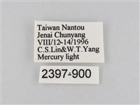 橙擬燈蛾藏品圖，第3張