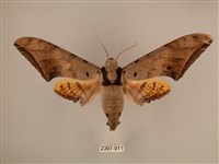 臺灣鷹翅天蛾藏品圖，第1張