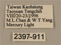 臺灣鷹翅天蛾藏品圖，第3張