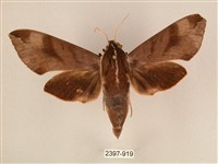 背中白天蛾藏品圖，第1張