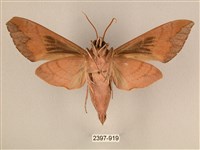 背中白天蛾藏品圖，第2張