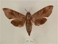 背中白天蛾藏品圖，第1張