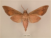 背中白天蛾藏品圖，第2張