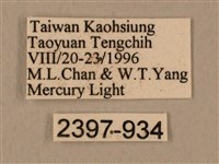 背中白天蛾藏品圖，第3張