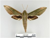 泛綠背線天蛾藏品圖，第1張