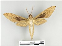 泛綠背線天蛾藏品圖，第2張