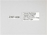 泛綠背線天蛾藏品圖，第3張