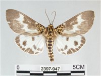 扭擬燈蛾藏品圖，第1張