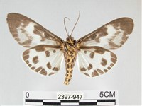 扭擬燈蛾藏品圖，第2張