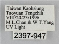 扭擬燈蛾藏品圖，第3張