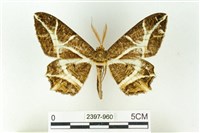 樹形尺蛾藏品圖，第1張