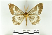 樹形尺蛾藏品圖，第2張