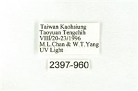 樹形尺蛾藏品圖，第3張