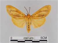 橙擬燈蛾藏品圖，第1張