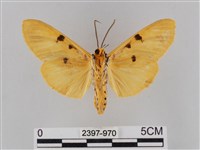 橙擬燈蛾藏品圖，第2張