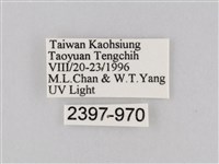 橙擬燈蛾藏品圖，第3張