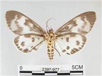 扭擬燈蛾藏品圖，第2張