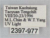 扭擬燈蛾藏品圖，第3張