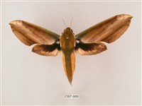 綠背斜紋天蛾藏品圖，第1張