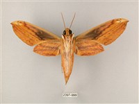 綠背斜紋天蛾藏品圖，第2張