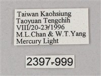 綠背斜紋天蛾藏品圖，第3張