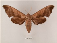 齒翅三線天蛾藏品圖，第1張