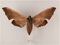 齒翅三線天蛾藏品圖，第2張