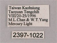 齒翅三線天蛾藏品圖，第3張