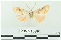 臺雪苔蛾藏品圖，第1張