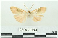 臺雪苔蛾藏品圖，第2張