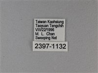 小星弄蝶藏品圖，第3張