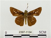 奇萊禪弄蝶藏品圖，第2張