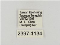 奇萊禪弄蝶藏品圖，第3張