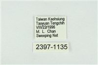 東方喙蝶藏品圖，第3張