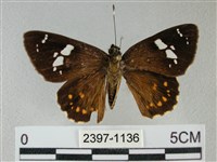 小星弄蝶藏品圖，第1張