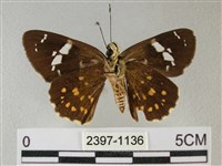 小星弄蝶藏品圖，第2張