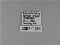 小星弄蝶藏品圖，第3張