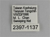 臺灣鉤粉蝶藏品圖，第3張