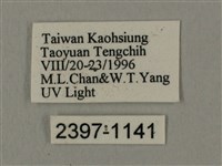 斜線天蛾藏品圖，第3張