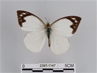 雲紋尖粉蝶藏品圖，第1張