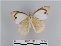 雲紋尖粉蝶藏品圖，第2張