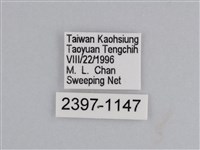 雲紋尖粉蝶藏品圖，第3張