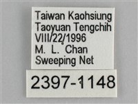 圓翅紫斑蝶藏品圖，第3張