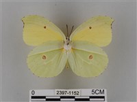 圓翅鉤粉蝶藏品圖，第2張