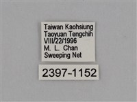 圓翅鉤粉蝶藏品圖，第3張