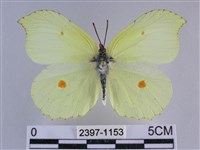 臺灣鉤粉蝶藏品圖，第1張