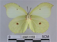 臺灣鉤粉蝶藏品圖，第2張