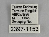 臺灣鉤粉蝶藏品圖，第3張