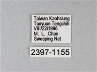 緣點白粉蝶藏品圖，第3張