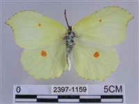 臺灣鉤粉蝶藏品圖，第1張